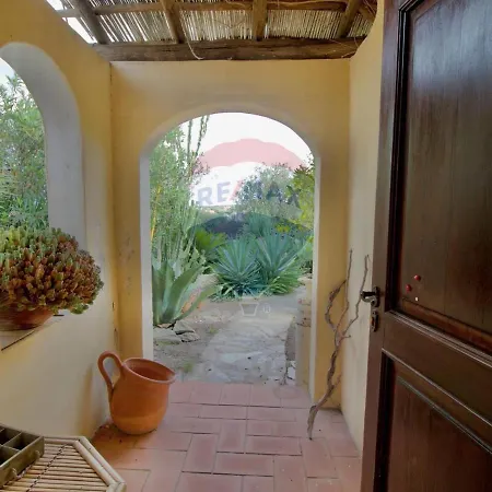 Agave Punta de su Torrione